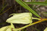 Slimleaf pawpaw